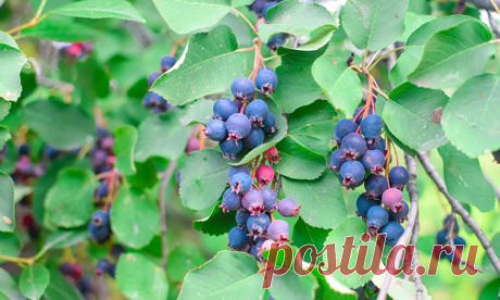 Ирга, или коринка, — не самое популярное у садоводов растение, несмотря на ее холодостойкость и неприхотливость. Между тем, есть еще