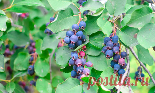 Ирга, или коринка, — не самое популярное у садоводов растение, несмотря на ее холодостойкость и неприхотливость. Между тем, есть еще