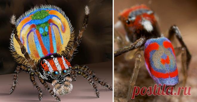 Редкие и необычайно красивые животные нашей планеты!