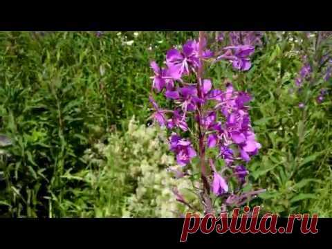 Иван-чай (кипрей) Полезные и лечебные свойства заготовка. - YouTubeИван чай – растение из семейства кипрейные. Его также называют копорский чай (русский чай). Название копорский пошло от названия местности Копорье под Санкт-Петербургом, где сосредоточено основное производство этого чая. А за рубежом иван чай прозвали русским чаем. Еще кипрей узколистный часто называют «пуховик», поскольку при цветении у него обильный пух, который использовали для изготовления ваты, а также набивали им подушки и