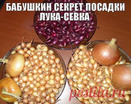 БАБУШКИН СЕКРЕТ ПОСАДКИ ЛУКА-СЕВКА

Покупала я у одной бабушки семена лука не чернушку, а уже маленькие луковички, тут сорт не имеет значения. И она дала совет как его правильно садить.
Я сажу лук уже несколько лет и очень благодарна бабушке за ее подсказку. 
Для этого нужно всего лишь…
Секрет посадки читай тут — ok.ru/house.quest
•••