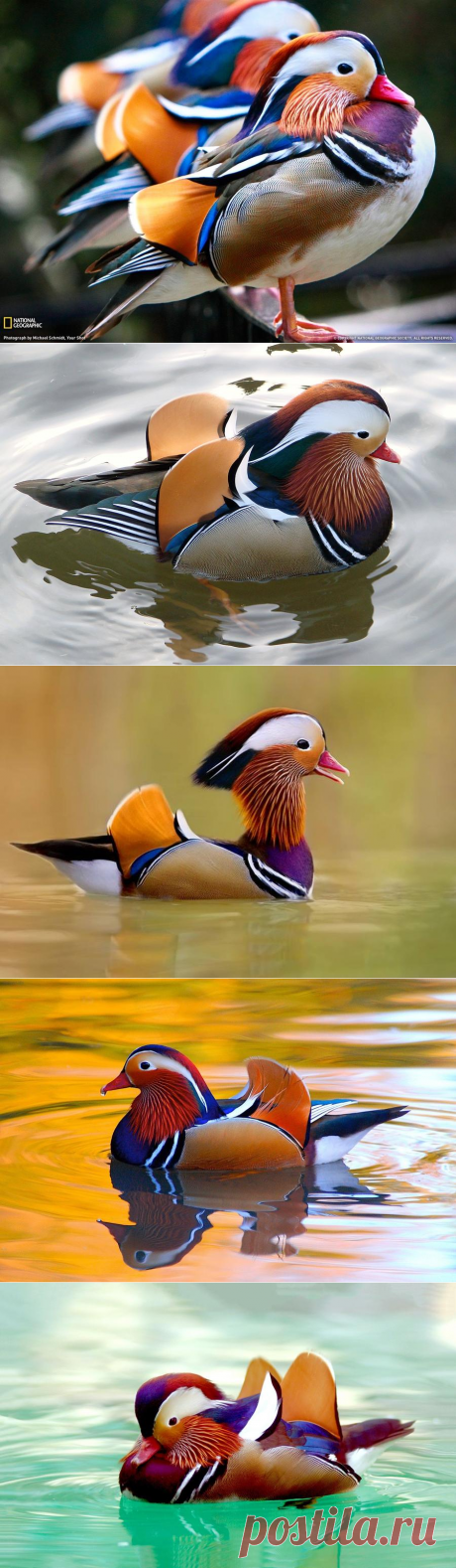 Яркая и красивая утка — мандаринка