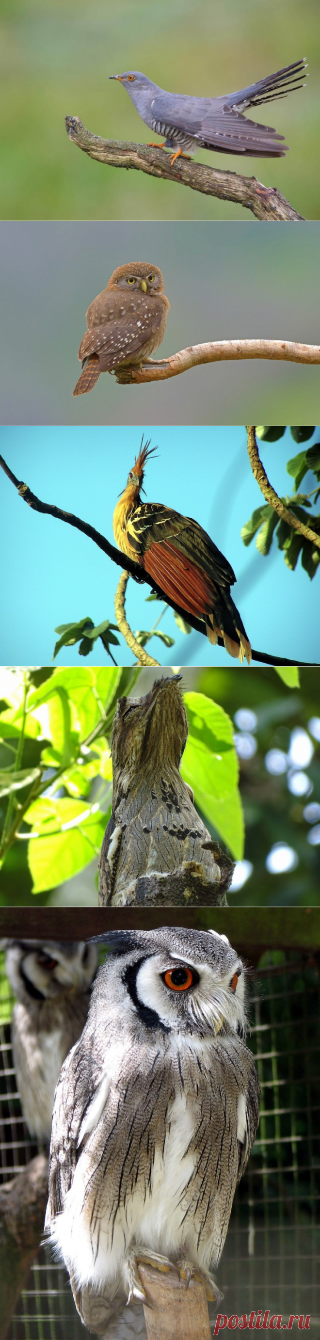 Нестандартные способы обороны у птиц — Наука и жизнь