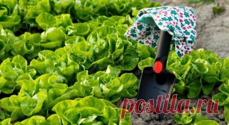 Невероятно! Это растение спасает целый урожай! — Мир Растений