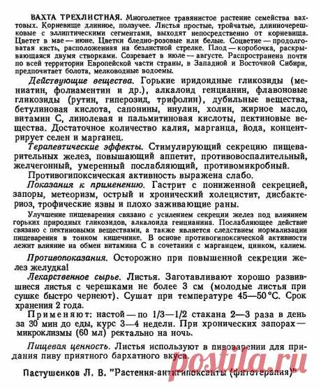 Вахта трехлистная