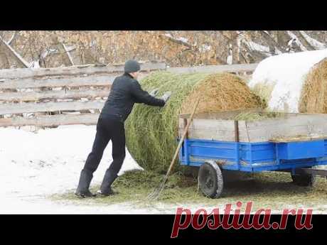 130 РУБЛЕЙ НА КОРОВУ!!! ЭТО ДОРОГО ИЛИ ДЕШЕВО?? РАСХОДЫ НА СОДЕРЖАНИЕ. СКОЛЬКО СТОИТ СЕЙЧАС ЗЕРНО?