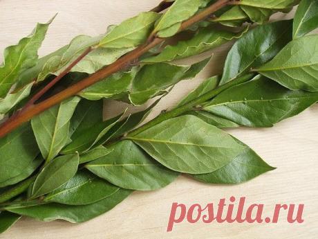 ВОТ ТАК МОЖНО ИСПОЛЬЗОВАТЬ ЛАВРОВЫЙ ЛИСТ.

У всех имеется дома лавровый лист? Вы знаете, какой это замечательный листик. Он может помочь во многом. Познакомьтесь, как его можно использовать и применять.
Показать полностью…

- если беспокоит неприятный запах изо рта или воспалительный процесс в этой области (стоматит, гингивит – воспаление десен), то можно просто несколько раз в день пожевать лавровый листик, после чего в течение часа не нужно ничего пить и есть;

- легко в...
