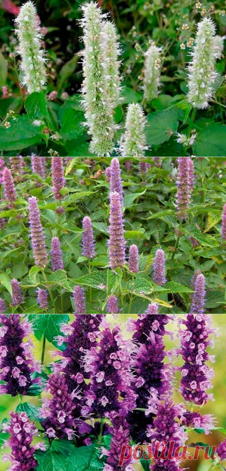 Агастахис морщинистый, лофант тибетский, выращивание — AgroFlora.ru