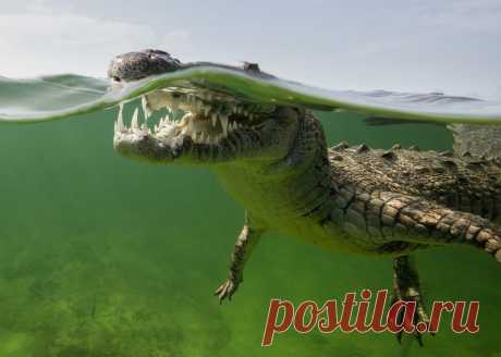 Лучшие фотографии в номинации Дикий животный мир #35AWARDS