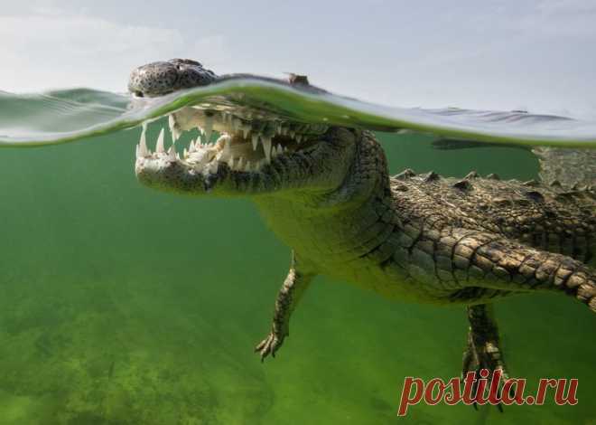 Лучшие фотографии в номинации Дикий животный мир #35AWARDS