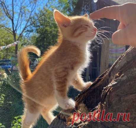 Брошенные кошечки, которые еще не растеряли все свои девять жизней и нашли новый дом