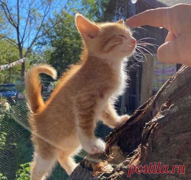 Брошенные кошечки, которые еще не растеряли все свои девять жизней и нашли новый дом