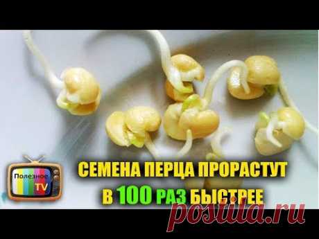 СЕМЕНА ПЕРЦА ПРОРАСТУТ В 100 РАЗ БЫСТРЕЕ ПРИ ТАКОМ ПРОРАЩИВАНИИ