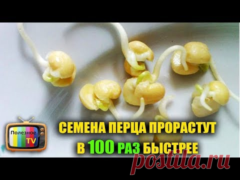 СЕМЕНА ПЕРЦА ПРОРАСТУТ В 100 РАЗ БЫСТРЕЕ ПРИ ТАКОМ ПРОРАЩИВАНИИ
