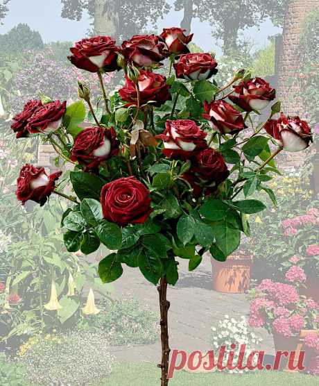 Osiria Rose