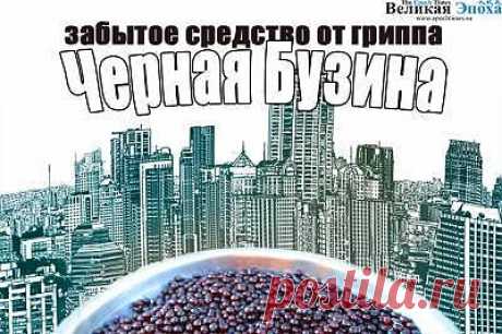 Черная бузина - забытое средство от гриппа.