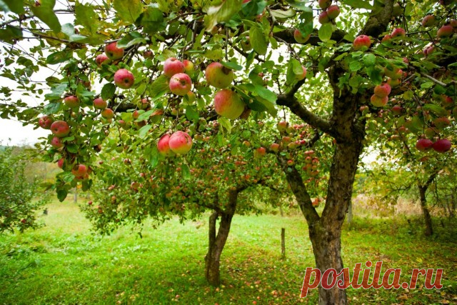 Осенние подкормки плодовых культур. Чем удобрять? Сроки и норма внесения. Фото - Ботаничка.ru