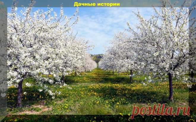 С марта по ноябрь. Календарь ухода за яблоней и грушей, для начинающего дачника | Дачные истории | Яндекс Дзен