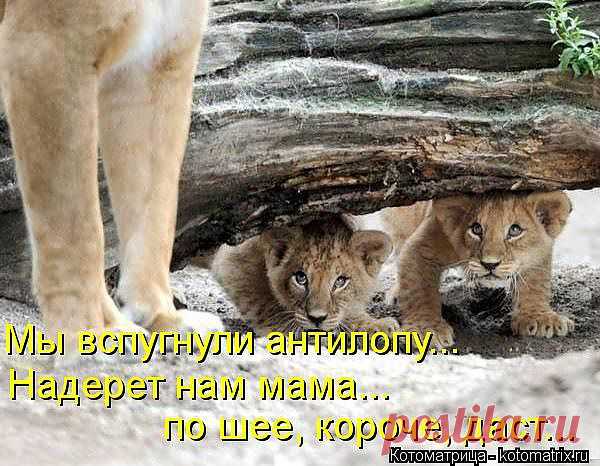 Котоматрица: Пользователь Лучик_солнца