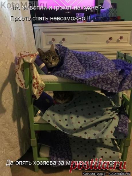 Что за вопли? | KotoMail.ru