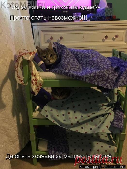 Что за вопли? | KotoMail.ru