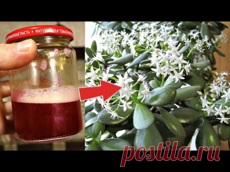 Отвар заставляет цвести даже денежное дерево и алоэ! Приготовьтесь к невероятному цветению цветов!