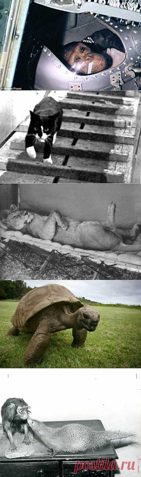 ���-10: ��������� �������� � �������
ИЗВЕСТНЫЕ ЖИВОТНЫЕ В ИСТОРИИ