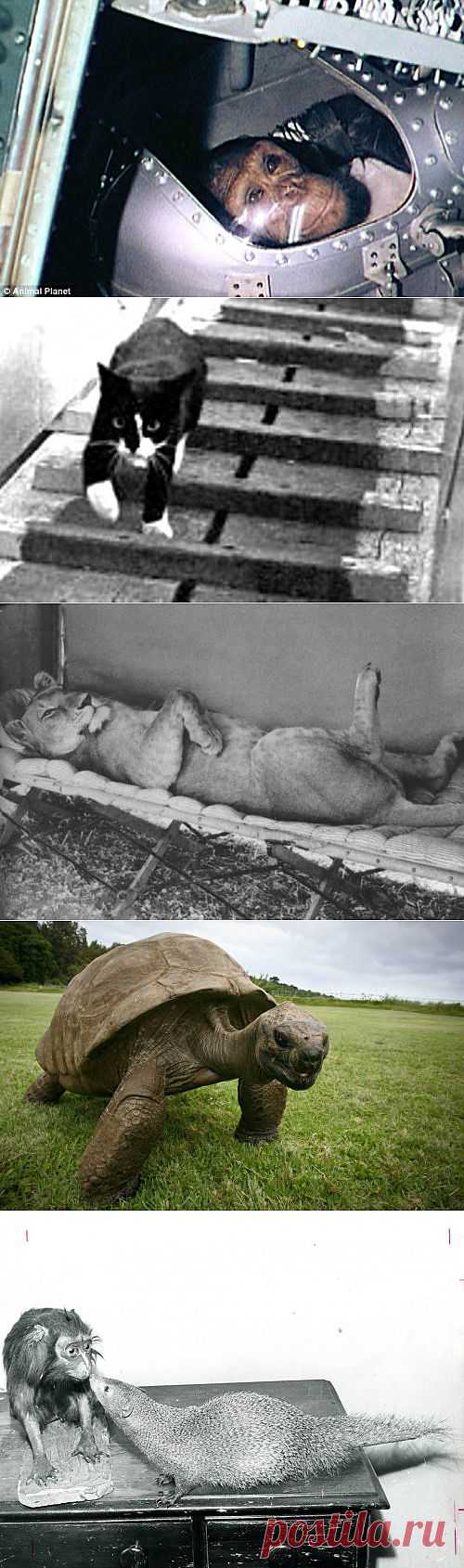 ���-10: ��������� �������� � �������
ИЗВЕСТНЫЕ ЖИВОТНЫЕ В ИСТОРИИ