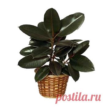 цитата valia_by : ЛЕЧЕНИЕ СУСТАВОВ ...ФИКУСОМ (07:21 28-11-2015) [4426181/377996931] - nimfa58@mail.ru - Почта Mail.Ru