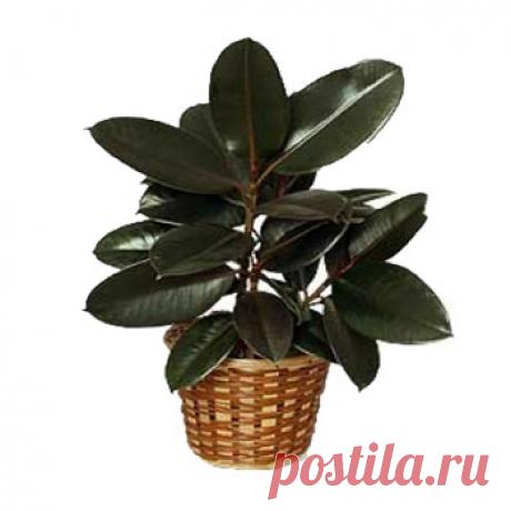 цитата valia_by : ЛЕЧЕНИЕ СУСТАВОВ ...ФИКУСОМ (07:21 28-11-2015) [4426181/377996931] - nimfa58@mail.ru - Почта Mail.Ru