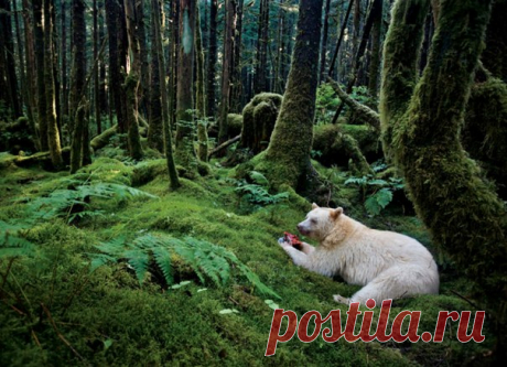 Немногим повезло встретить муксгмола – медведя-призрака со светлой шкурой. Счастливчики, видевшие его в американских лесах, предпочитают держать это в тайне: только так можно защитить этого редкого зверя.