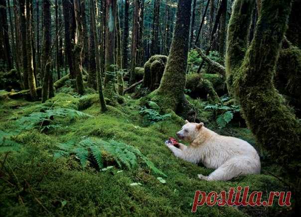 Немногим повезло встретить муксгмола – медведя-призрака со светлой шкурой. Счастливчики, видевшие его в американских лесах, предпочитают держать это в тайне: только так можно защитить этого редкого зверя.