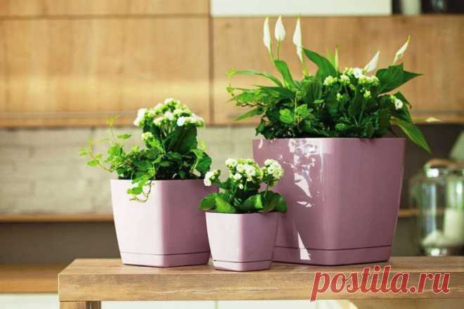 10 ПРОСТЫХ СОВЕТОВ ОПЫТНОГО ЦВЕТОВОДА

Если вашим цветочкам не здоровится, не нужно сразу бежать за химией в садовый магазин. Все составляющие этих рецептов вы найдете у себя дома.

1. Избавьтесь от тли с помощью моющего средства.
Тля любит пастись на свежих молодых побегах. Но вряд ли ей понравится пара капель моющего средства и мокрая тряпка. Одно движение - и тли как не бывало.

2. Долой нелегалов.
Если в земле завелись крохотные насекомые, которые так и кишат в цветочн...