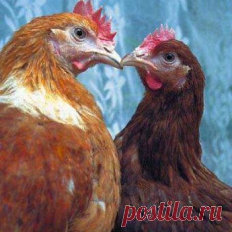 Почему куры дерутся?