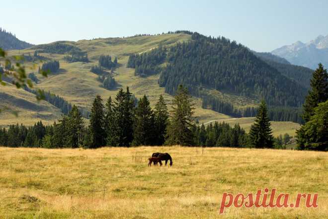 Идиллия. Фото сделано в предгорье австрийских Альп.