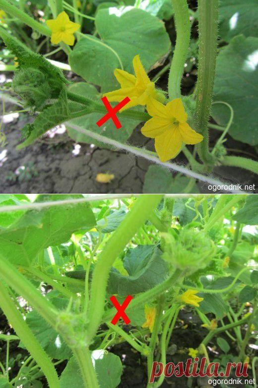 Вы пасынкуете огурцы? | НА ЗАВАЛИНКЕ