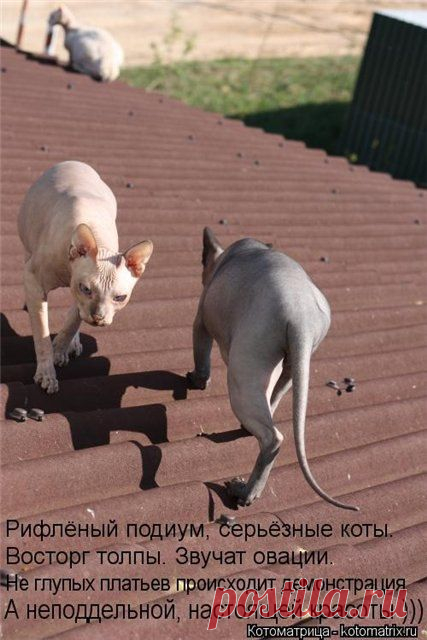 сфинксы