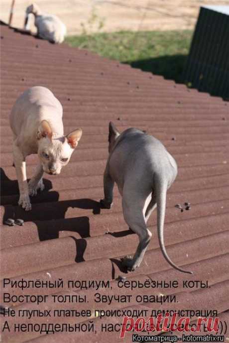 сфинксы