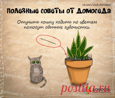 Домосед - Полезные советы от ДОМОСЕДА. Если в квартире кот...