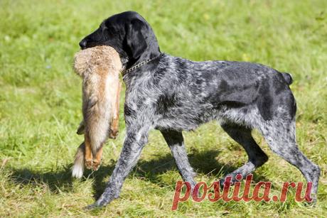 Породы охотничьих собак, какую выбрать? — Домашние заботы