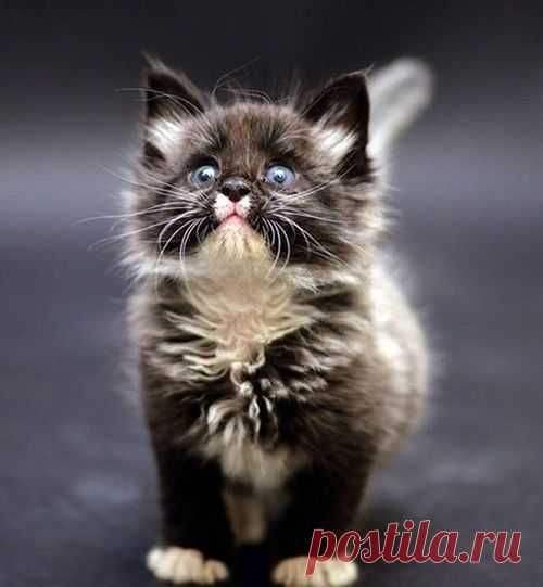 зверье мое