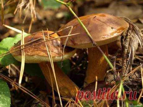 Суп из моховиков - рецепт с фото на Повар.ру