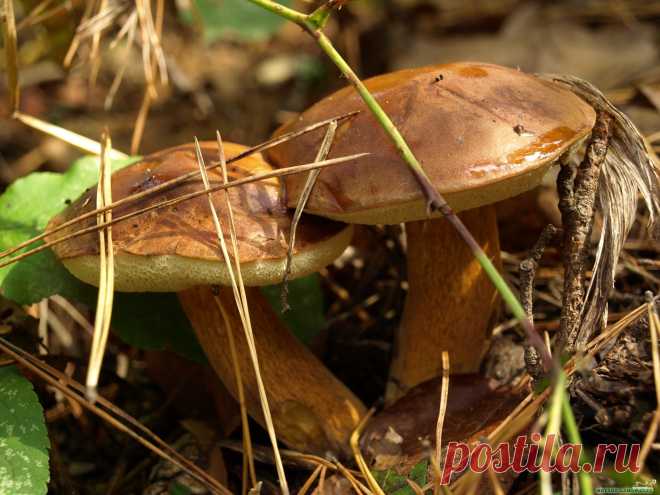 Суп из моховиков - рецепт с фото на Повар.ру