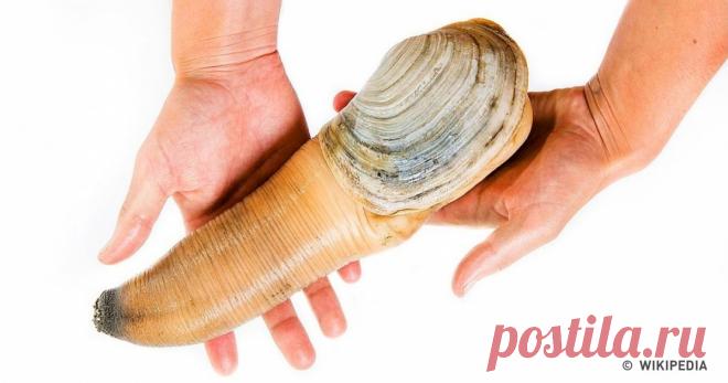 9 блюд не для слабонервных. Пожалуйста, не смотрите этот пост за едой! Мир огромен, и в нем очень много есть интересного и непонятного. Особенно непонятны пищевые пристрастия некоторых народов, которые запросто едят то, от чего другие бежали бы без оглядки. Не верите? Мы в AdMe.ru собрали для вас самые оригинальные примеры того, что можно, оказывается, есть. Только большая просьба: если вы очень брезгливы или в данный момент едите, лучше не смотрите этот пост.