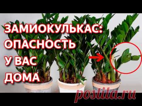Как вырастить большой замиокулькас. Уход, полив и пересадка замиокулькаса. Долларовое дерево.