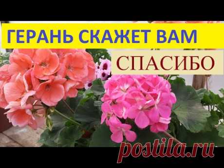ЧЕМ ПОДКОРМИТЬ ГЕРАНЬ Чтобы ЛИСТЬЯ НЕ ЖЕЛТЕЛИ и не Сохли что делать