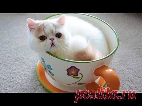 ▶ Jumbo Teacup Kitten - YouTube
