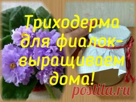 Триходерма для фиалок - выращиваем дома! Эксперимент!