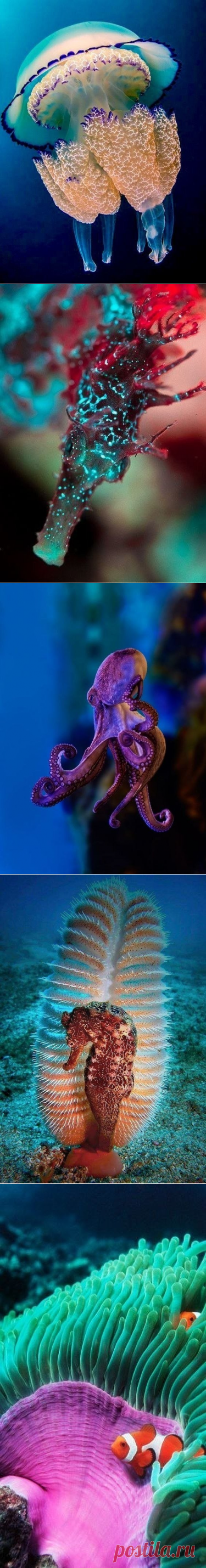 (39) Одноклассники