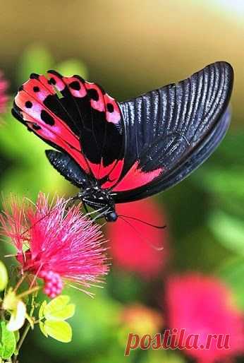 (523) Pinterest